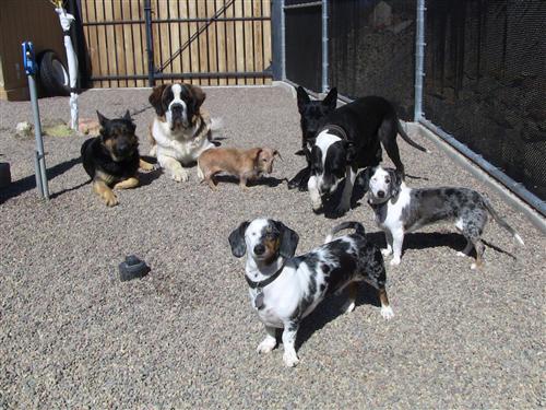 Dog boarding Prescott Prescott Valley