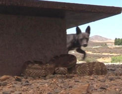 Rattlesnake Avoidance Training Rattlesnake Aversion